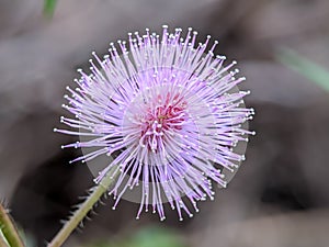 Close up view Mimosa pudicaÂ /shameplant flower.